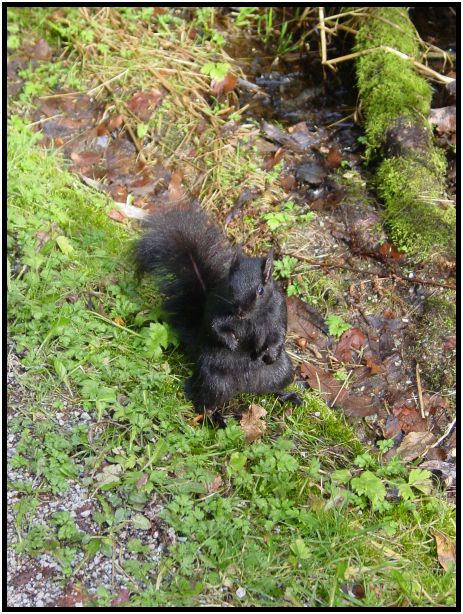 animal: squirrel : s-dsc018966.jpg