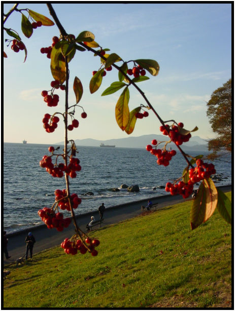 flora: tree: mountain ash : s-dsc018289.jpg