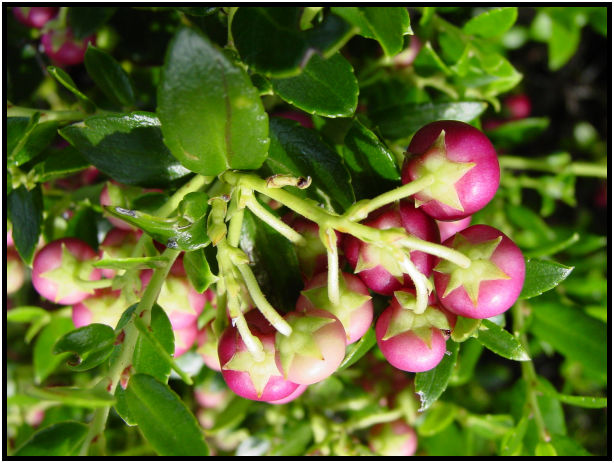 place: Canada: British Columbia: Vancouver: UBC Botanical Gardens : s-dsc018024.jpg