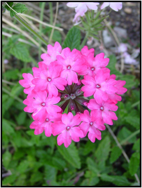 place: Canada: British Columbia: Vancouver: UBC Botanical Gardens : s-dsc018041.jpg