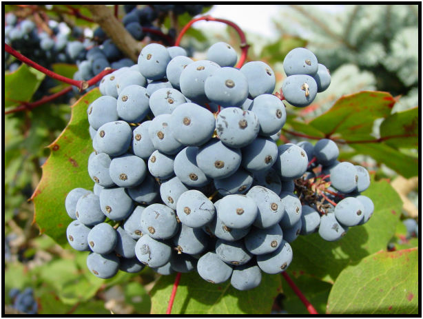 place: Canada: British Columbia: Vancouver: UBC Botanical Gardens : s-dsc018048.jpg