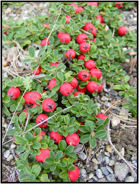 flora: berry: unknown berry : s-dsc018049.jpg