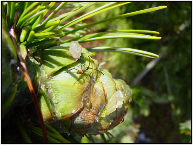 place: Canada: British Columbia: Vancouver: UBC Botanical Gardens : s-dsc018056.jpg