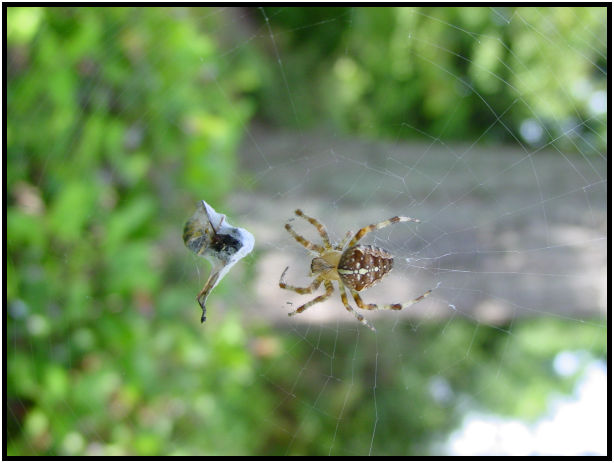 insect: spider : s-dsc018064.jpg
