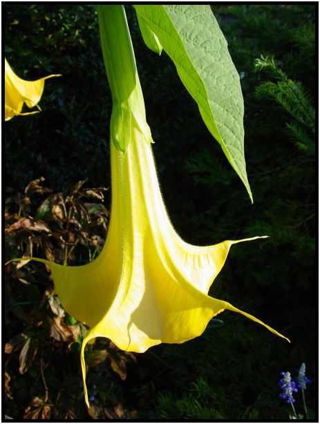 place: Canada: British Columbia: Vancouver: UBC Botanical Gardens : s-dsc018084.jpg