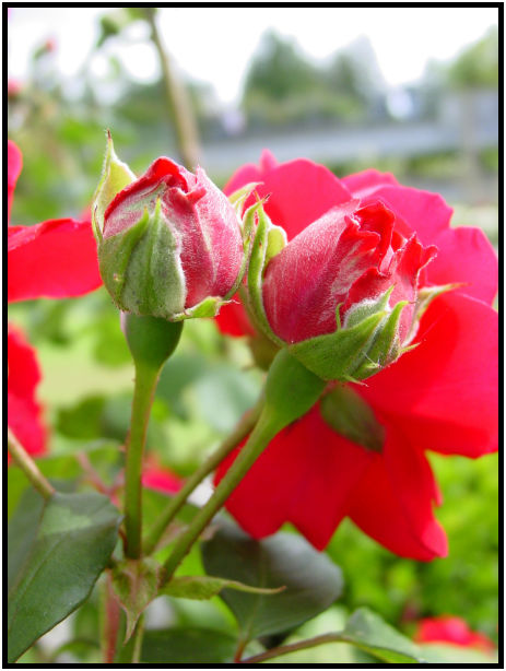 flora: flower: rose : s-dsc017975.jpg