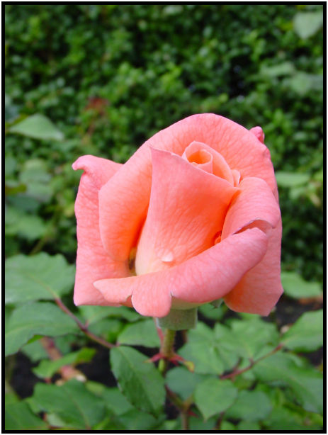 flora: flower: rose : s-dsc017977.jpg