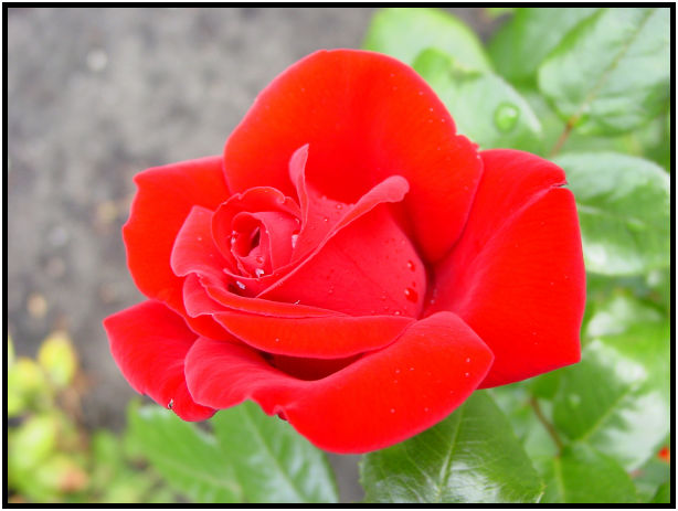 flora: flower: rose : s-dsc017982.jpg