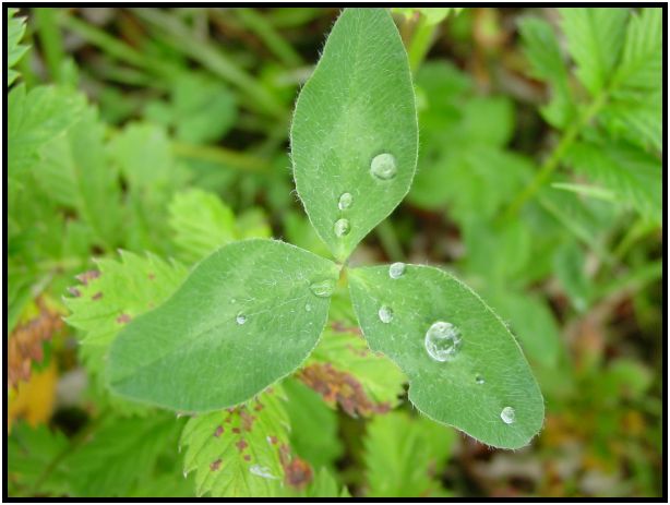 flora: leaf : s-dsc017593.jpg