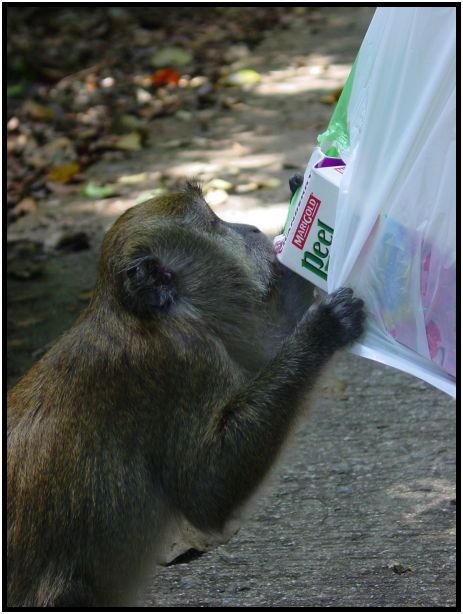 animal: monkey : s-dsc016792.jpg