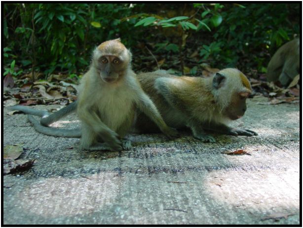 animal: monkey : s-dsc016822.jpg