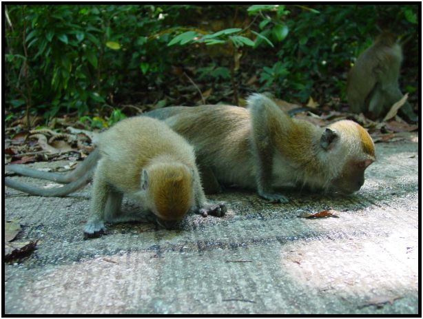 animal: monkey : s-dsc016823.jpg