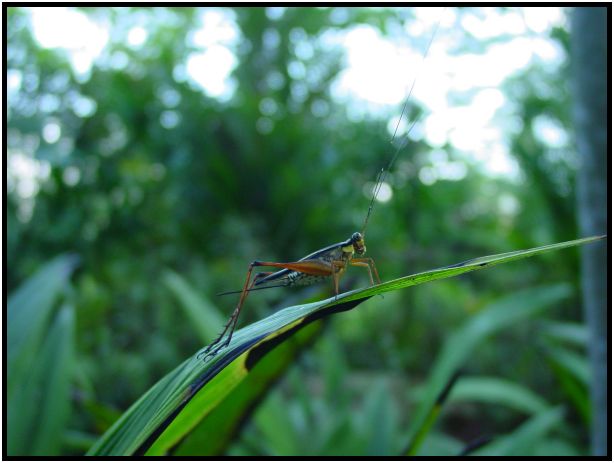 insect: grasshopper : s-dsc016853.jpg