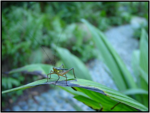 place: Singapore: Bukit Timah Nature Reservoir : s-dsc016855.jpg