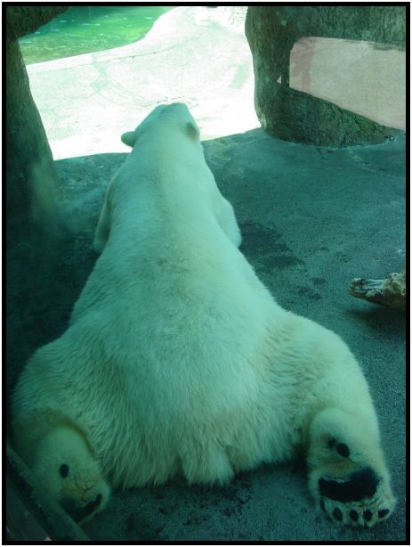 place: USA: Oregon: Portland: Portland Zoo : s-dsc017140.jpg