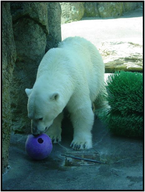 place: USA: Oregon: Portland: Portland Zoo : s-dsc017143.jpg