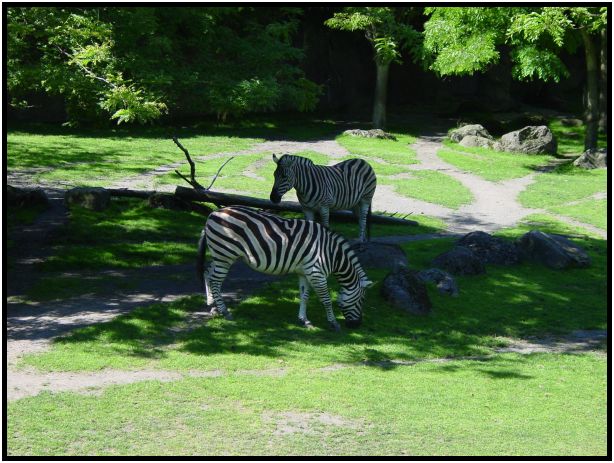 place: USA: Oregon: Portland: Portland Zoo : s-dsc017165.jpg