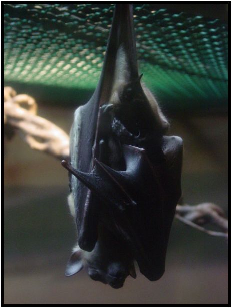 place: USA: Oregon: Portland: Portland Zoo : s-dsc017195.jpg