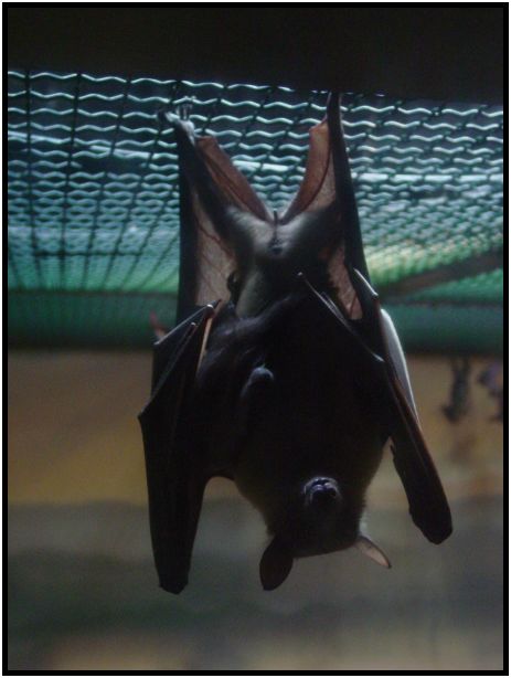 place: USA: Oregon: Portland: Portland Zoo : s-dsc017196.jpg
