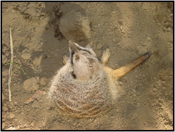 animal: meerkat : s-dsc017225.jpg