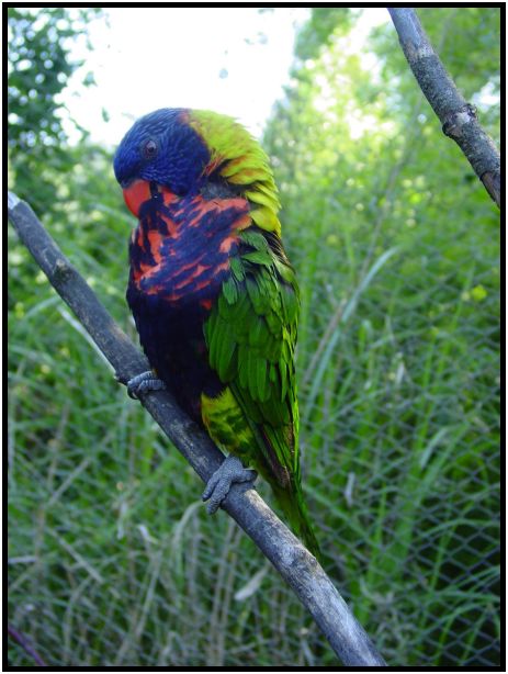 bird: parrot : s-dsc017227.jpg