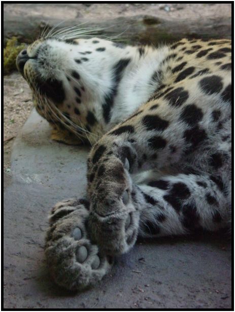 place: USA: Oregon: Portland: Portland Zoo : s-dsc017237.jpg