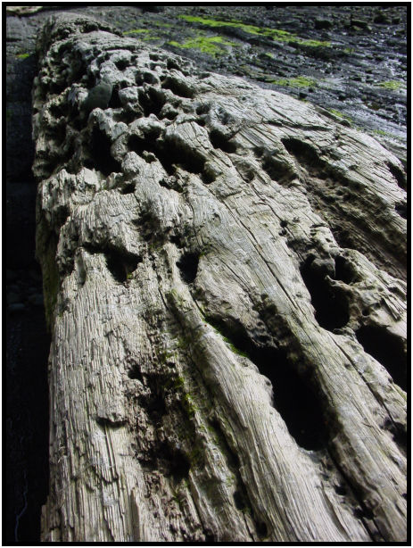 flora: tree: log : s-dsc029034.jpg