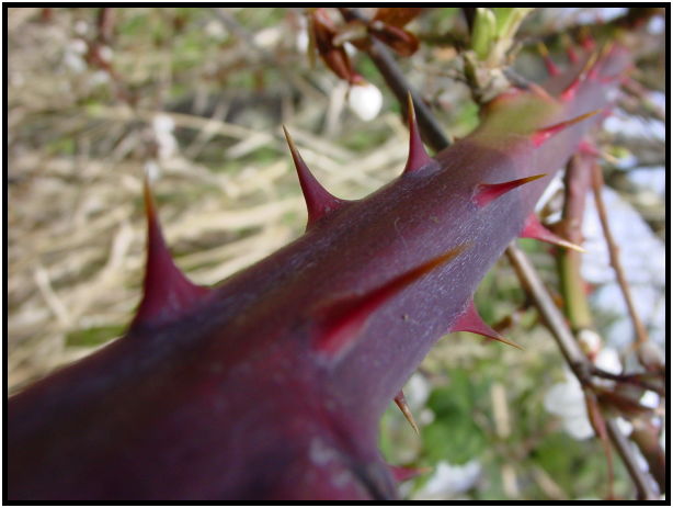 flora: thorn : s-dsc029115.jpg