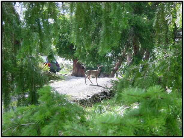 animal: deer : s-dsc029131.jpg