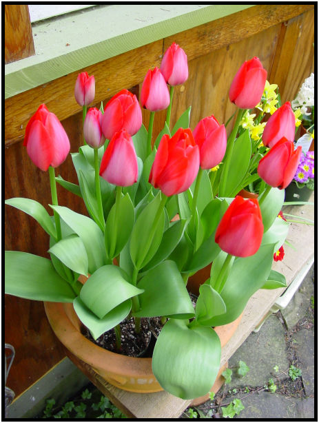 flora: flower: tulip : s-dsc029160.jpg