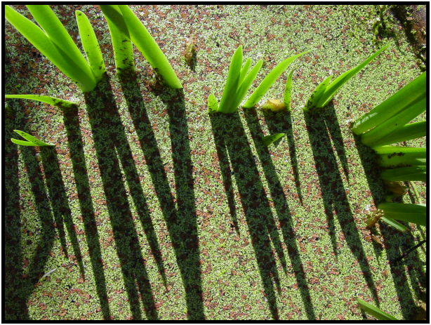 flora: leaf : s-dsc029169.jpg
