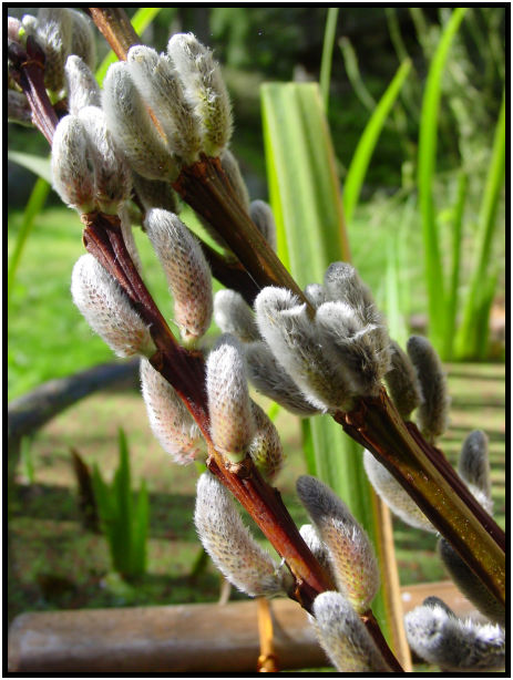 flora: tree: pussy willow : s-dsc029170.jpg