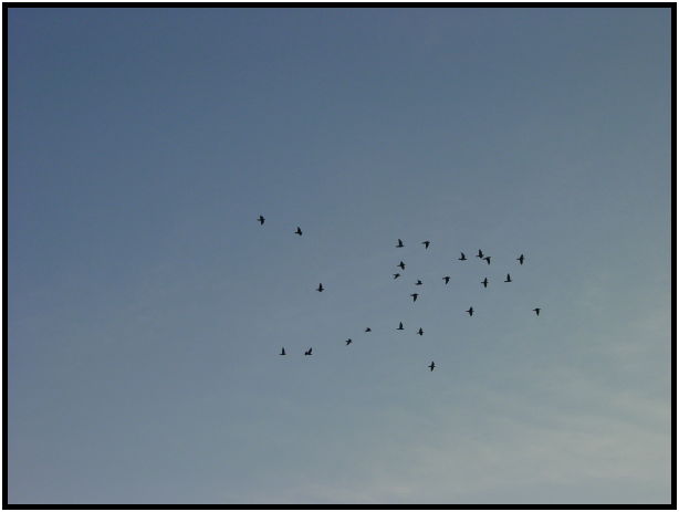 daycycle: dusk : s-dsc029208.jpg