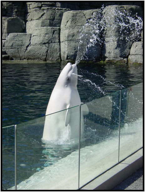 animal: white whale : s-dsc010034.jpg