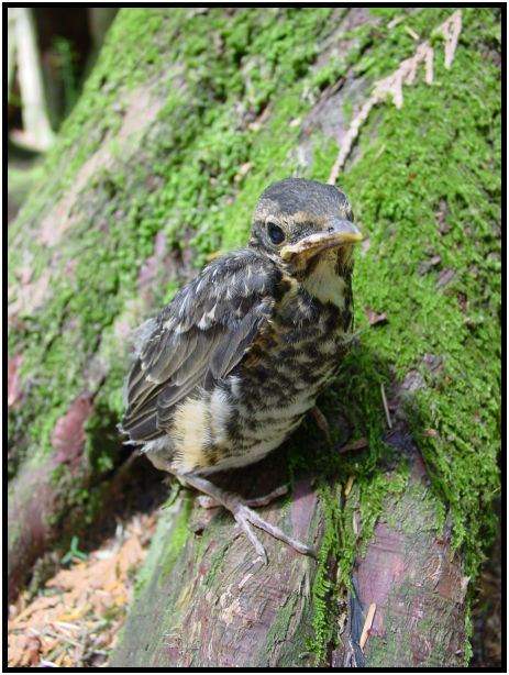 place: Canada: British Columbia: Vancouver: Buntzen Lake : s-dsc020387.jpg