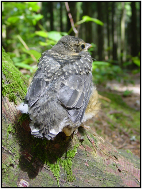 bird: unknown bird : s-dsc020389.jpg