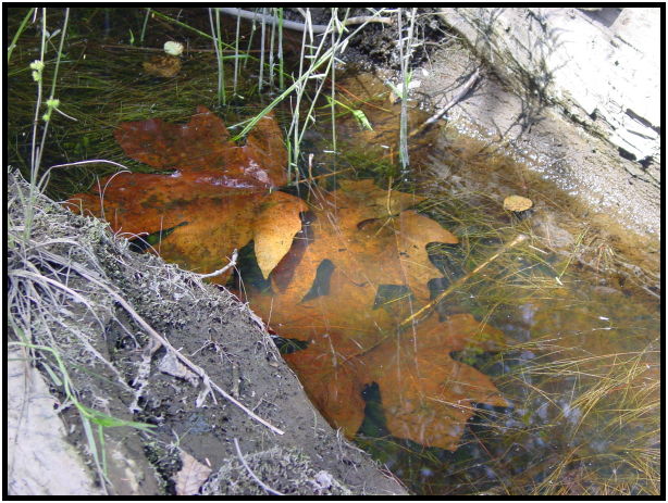 place: Canada: British Columbia: Vancouver: Buntzen Lake : s-dsc020390.jpg