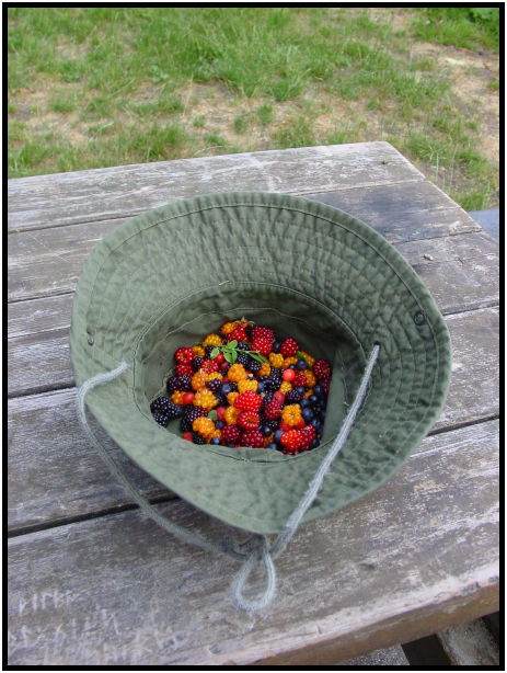 flora: berry: huckleberry : s-dsc020414.jpg