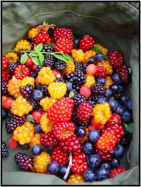 flora: berry: huckleberry : s-dsc020416.jpg