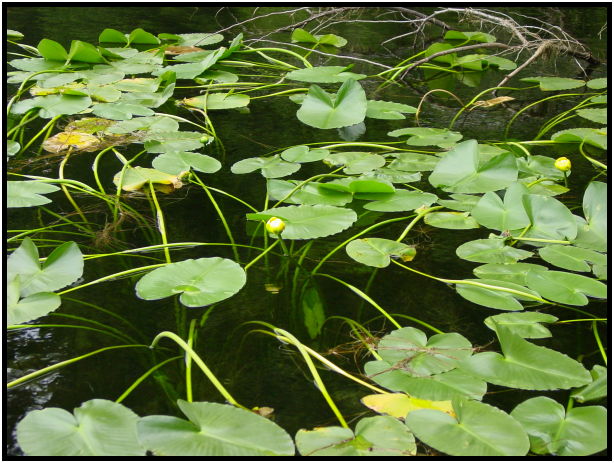 flora: flower: water lily : s-dsc020423.jpg