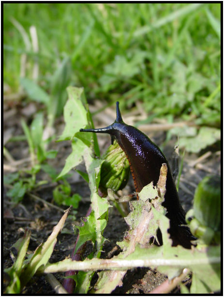 insect: slug : s-dsc019870.jpg