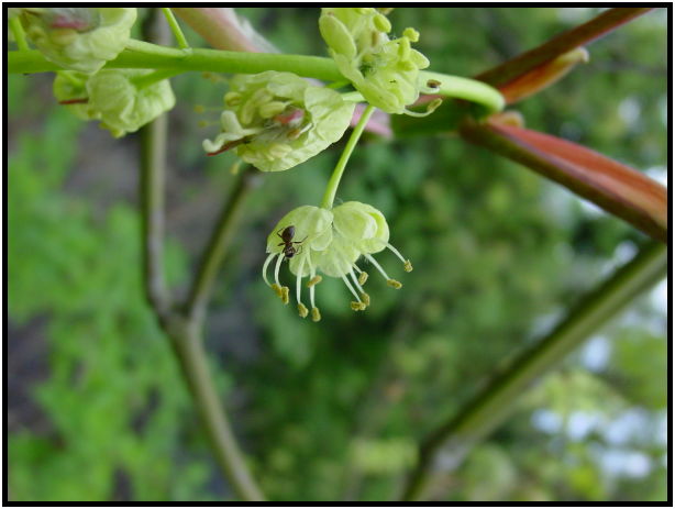 flora: tree: maple tree : s-dsc019880.jpg