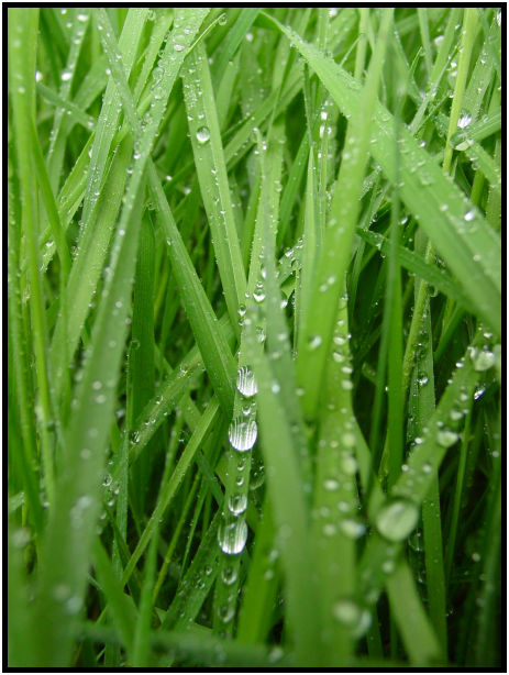 site: water: water droplet : s-dsc019888.jpg