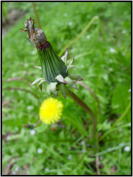 flora: flower: dandy lion : s-dsc019901.jpg