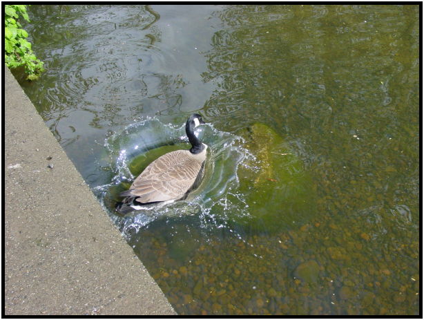 bird: goose : s-dsc019925.jpg