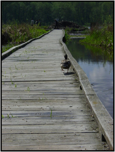 bird: goose : s-dsc019940.jpg