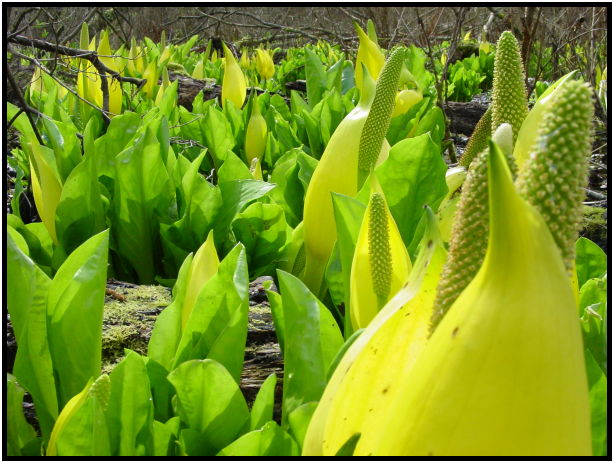 flora: flower: skunk cabbage : s-dsc019503.jpg