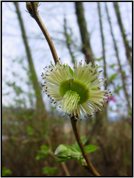 place: Canada: British Columbia: Vancouver: Burnaby Lake : s-dsc019532.jpg