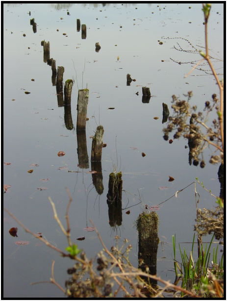 place: Canada: British Columbia: Vancouver: Burnaby Lake : s-dsc019553.jpg