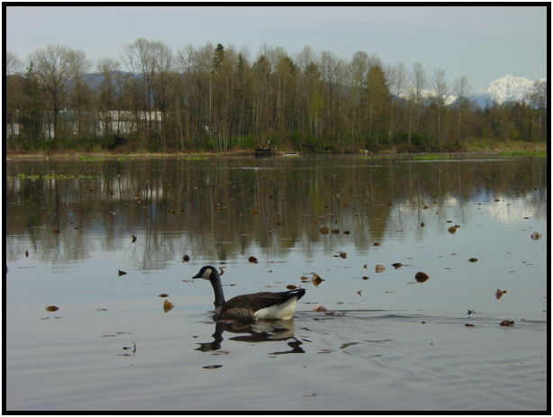 bird: goose : s-dsc019559.jpg